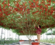 Pomul care face rosii creste si in Romania. Produce zeci de mii de rosii si traieste pana la 7 ani