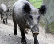 Focar de pesta porcină in Timis. Zece porci mistreți găsiți morți