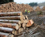 Numarul arborilor taiati ilegal in judetul Caras-Severin a crescut cu peste 30 la suta fata de anul trecut