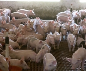 Cinci barbati au fost retinuti de politisti pentru furtul a 120 de porci de la o ferma