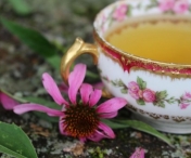 Intareste-ti sistemul imunitar cu ceaiul de echinaceea!