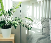 Plante de interior care purifică aerul și îmbunătățesc sănătatea