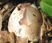VIDEO SOCANT! A gasit un ou in gradina, iar cand a vazut ce iese din el, A INCREMENIT!