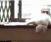 VIDEO - Pisicuta care dormea pe birou a avut parte de o trezire brusca