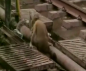 O maimuta face ceva INCREDIBIL. Isi resusciteaza prietena electrocutata - VIDEO