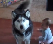 Un husky se intrece in cantat cu un bebelus - VIDEO