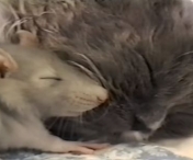 Am trait s-o vedem si pe asta! INCREDIBIL! O pisica doarme cu un soricel :)) VIDEO FABULOS
