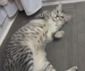 Cum se comporta o pisica vinovata care a fost prinsa in flagrant - VIDEO