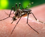 Virusul Zika face noi victime