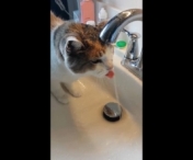 VIDEO FUNNY! E incredibil ce face aceasta pisica zilnic in chiuveta