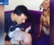 Cum incearca un caine gelos pe bebelus sa atraga atentia stapanului - VIDEO
