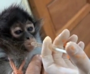Reactia emotionanta a unui pui de maimuta cand este salvat de la moarte - VIDEO