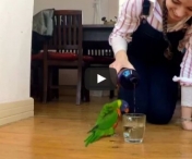 De fiecare data cand proprietara toarna apa in pahar, acest papagal are cea mai amuzanta reactie - VIDEO