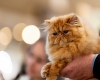 Zeci de feline vor fi prezente în acest weekend, la Iulius Town. În cadrul WCF WorldShow va avea loc și un moment dedicat primei rase de pisici românești