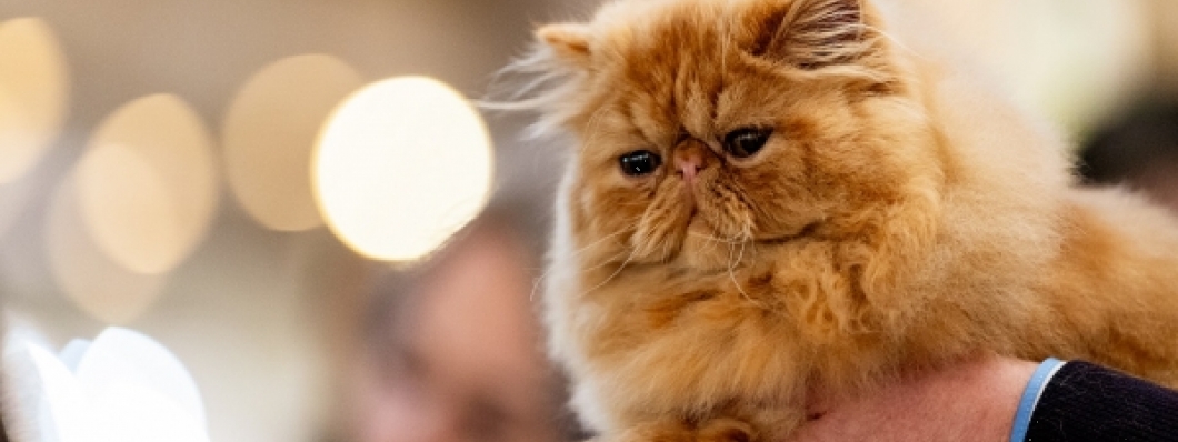 Zeci de feline vor fi prezente în acest weekend, la Iulius Town. În cadrul WCF WorldShow va avea loc și un moment dedicat primei rase de pisici românești