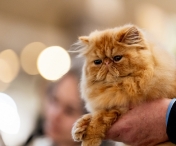 Zeci de feline vor fi prezente în acest weekend, la Iulius Town. În cadrul WCF WorldShow va avea loc și un moment dedicat primei rase de pisici românești