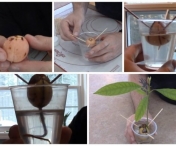 VIDEO - Cum sa cultivi avocado la tine acasa