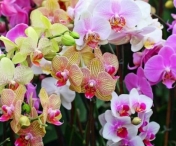 Cum faci orhideea sa infloreasca frumos