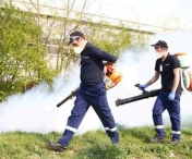O noua actiune de deratizare in Timisoara, din 1 martie