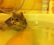 REACTIA FABULOASA a unei pisicute dupa ce intra in cada cu apa - VIDEO