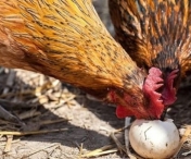Cum se dezvata gainile ca sa nu mai manance oua