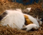 VIDEO VIRAL - Bobocii de rata au disparut si toata lumea a dat vina pe pisica. Dar ce a urmat este UIMITOR