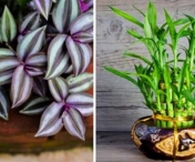 8 plante care vor alunga energia negativa din casa ta