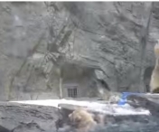 VIDEO VIRAL - Cum reactioneaza o ursoaica in momentul cand vede ca puiul ei este in pericol