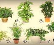 Cum sa purifici aerul din casa cu ajutorul plantelor