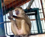 VIDEO FABULOS - Iata ce a facut o maimuta dupa ce a furat telefonul unui vizitator