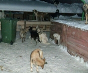Video - Asa arata noul adapost al animalelor fara stapan din Lugoj