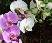 Cu ce tratament scapi de paduchii de orhidee?