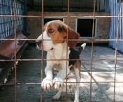 Proiectul cu privire la realizarea unui adăpost public pentru câinii fără stăpân din Timișoara, avansează