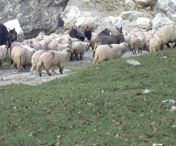SCENE SOCANTE langa Timisoara! O stana de oi a fost atacata de maidanezi. Zeci de miei au fost sfasiati de coltii salbaticiunilor