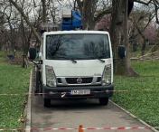 Angajații Horticultura au defrișat platanii deteriorați din Parcul Catedralei din Timișoara