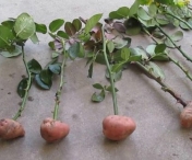 Infigi trandafirul intr-un cartof – In 2 luni vei vedea niste rezultate cel putin surprinzatoare