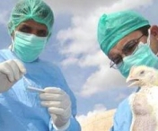 DSP: "Nu a murit nimeni de gripa porcina la Sibiu"