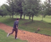 VIDEO - Vulpea are chef de joaca pe terenul de golf :)