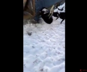SCENE SOCANTE LA ARAD! Stapanul unui pitbull isi lasa animalul sa ucida un alt caine - VIDEO cu puternic impact emotional