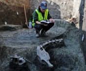 Fragmente din scheletul unui animal de talie marie, posibil o camila, descoperite la Timisoara - FOTO