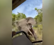 O turistă americană, aflată într-un safari, a fost ucisă de un elefant