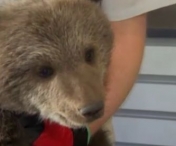Pui de urs abandonat de mama, salvat de la moarte sigura de un padurar - VIDEO