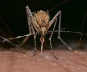 S-au înmulțit ţânţarii care transmit boli virale în Europa