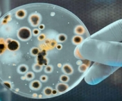 Lista bacteriilor rezistente la antibiotice care ameninta omenirea